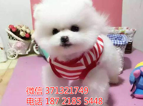 重庆犬舍出售俊介犬狗狗纯种 重庆大型繁殖基地宠物狗狗