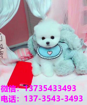 杭州犬舍出售纯种俊介犬袖珍犬茶杯狗 活体宠物狗市场在哪里买狗卖狗领养