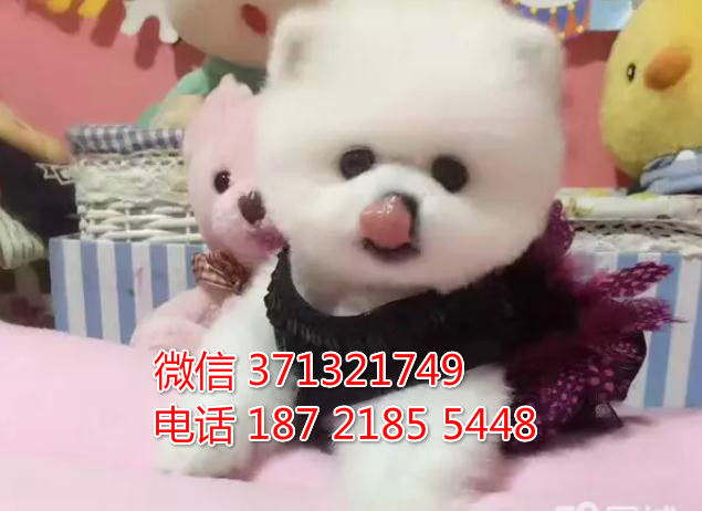 重庆特惠 俊介犬出售纯种幼犬 重庆犬舍宠物狗狗狗场