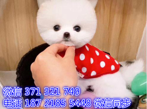 2全国发货 犬舍繁殖 俊介博美犬出售纯种幼犬 包售后没