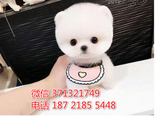 青岛宠物 俊介犬幼犬出售 青岛狗场在哪里 特