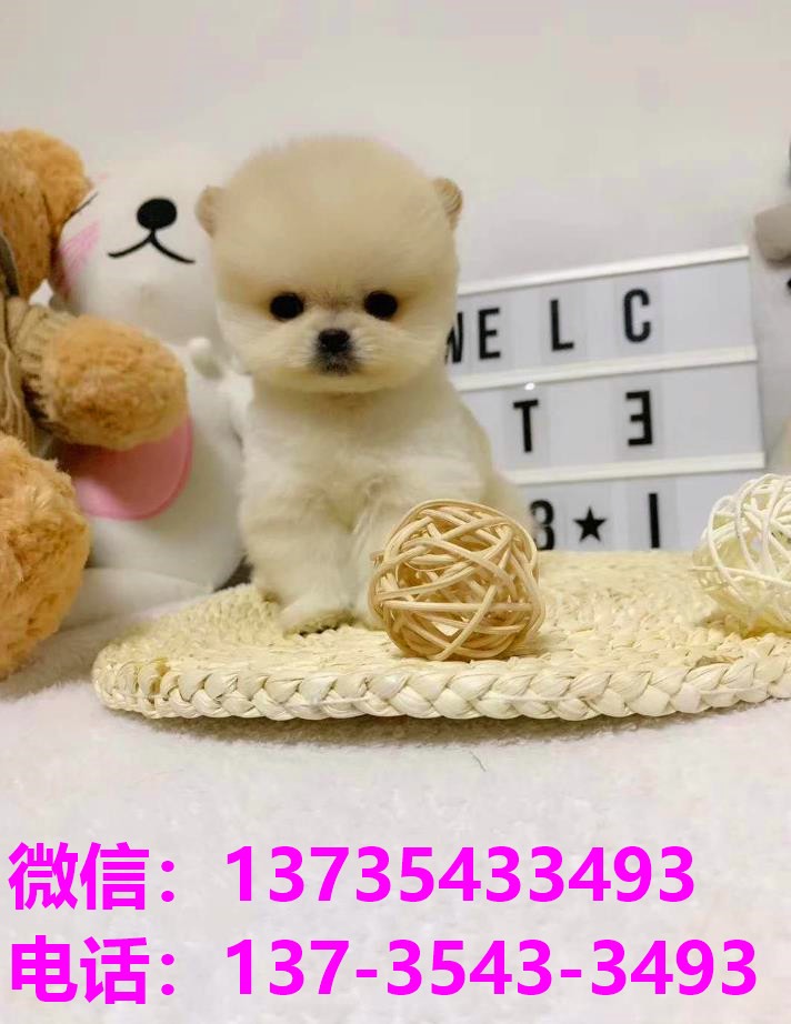 纯种俊介犬正宗茶杯狗杭州宠物狗犬舍宠物狗市