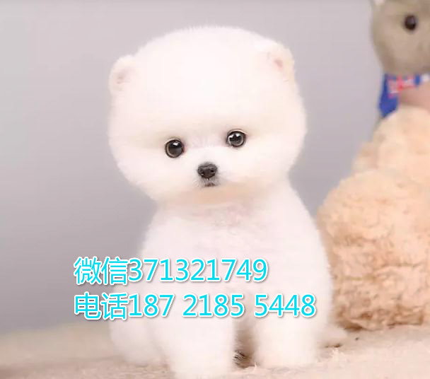 南京特惠 俊介犬出售纯种幼犬 南京犬舍南京狗