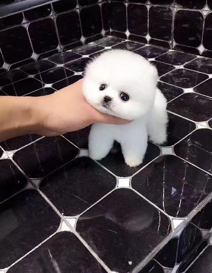 正宗俊介犬领养西安犬舍宠物狗市场在哪里买狗