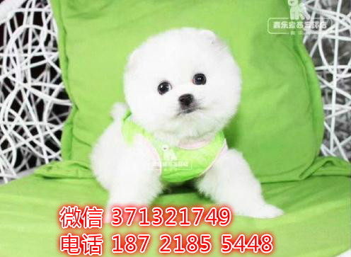 福州狗狗 俊杰出售纯种幼犬 福州犬舍 全国发