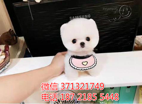 青岛宠物 俊介犬幼犬出售 青岛狗场在哪里 特价宠物