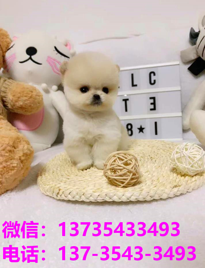 纯种俊介犬正宗茶杯狗杭州宠物狗犬舍宠物狗市场在哪里买活体狗