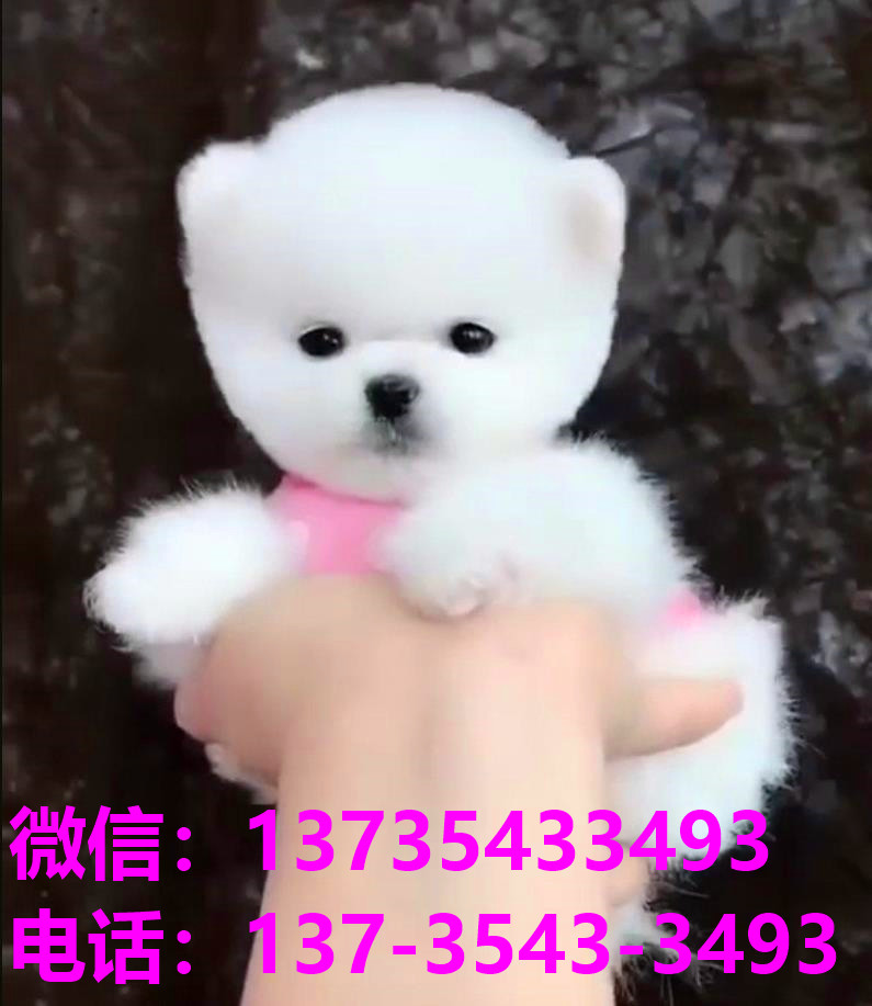 厦门犬舍出售纯种俊介犬茶杯犬袖珍狗宠物狗市场在哪里卖狗买狗 宠物狗网上哪有