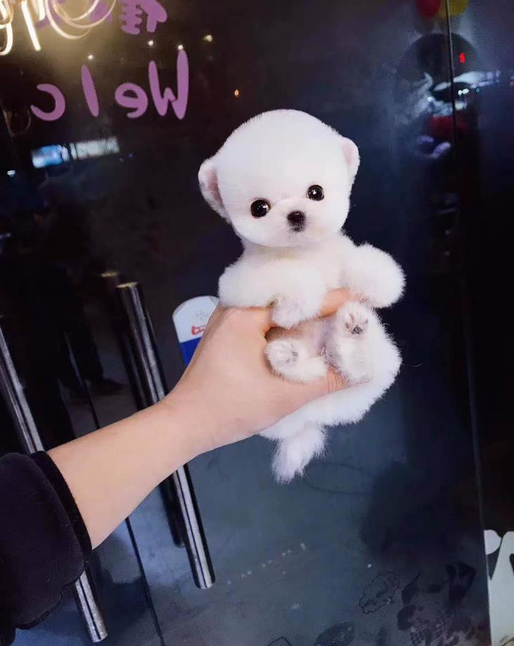 纯种俊介犬领养深圳宠物狗狗市场在哪里买狗网