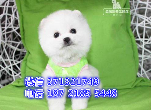 福州宠物 俊介犬出售纯种幼犬 福州犬舍特价宠