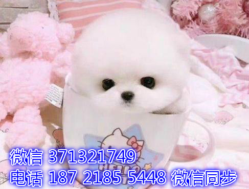 特价博美出售纯种幼犬 专业繁殖专业发货 可上门看牙