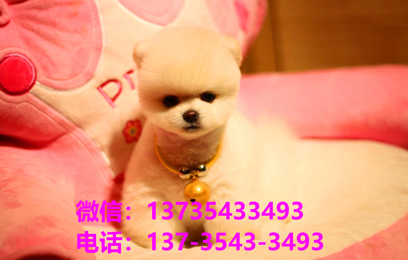 杭州犬舍 宠物狗市场在哪卖狗地方买狗俊介袖珍犬