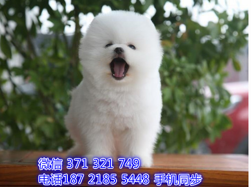  特惠松狮纯种幼犬出售 支持上门支持空运汽运