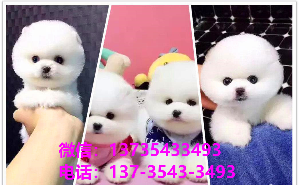 深圳犬舍 宠物狗市场在哪卖狗地方买狗俊介袖