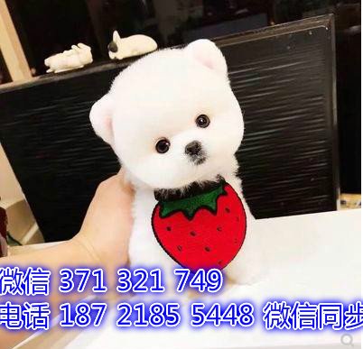 宠物狗狗俊介全国可以发货 犬舍繁殖 包健康沽