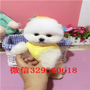  深圳哪里卖俊介的 纯种俊介 白色俊介 俊介幼犬 长不大的小体俊介