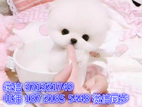 特价博美出售纯种幼犬 专业繁殖专业发货 可上门看兹