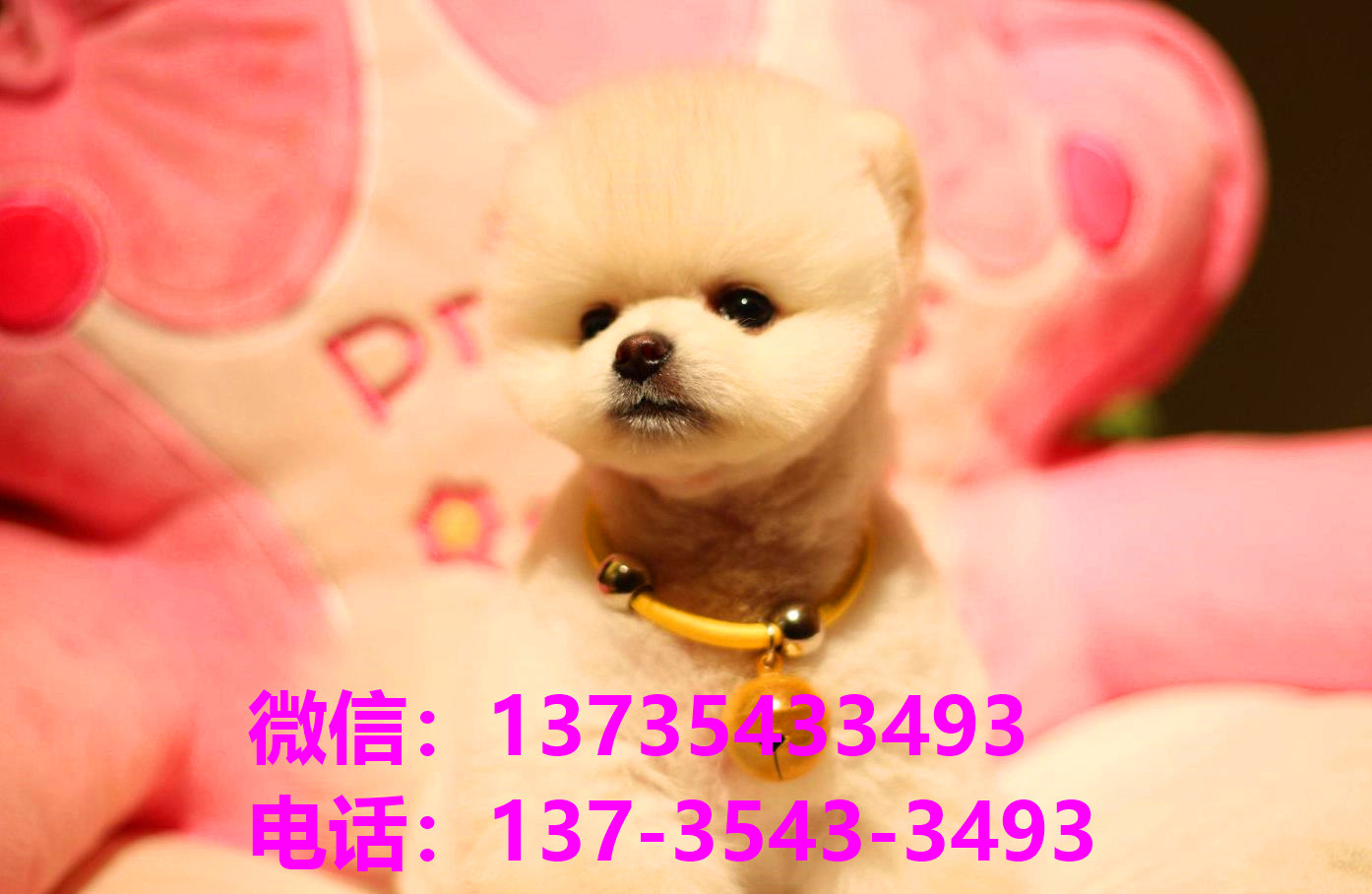 杭州犬舍 宠物狗市场在哪卖狗地方买狗俊介袖珍犬