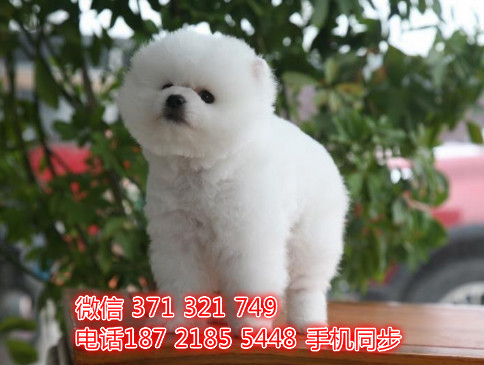  特惠松狮纯种幼犬出售 支持上门支持空运汽运拭