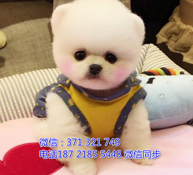 全国特惠博美纯种幼犬 支持上门 支持空运汽运 包健康抡