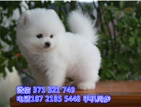  特惠松狮纯种幼犬出售 支持上门支持空运汽运履