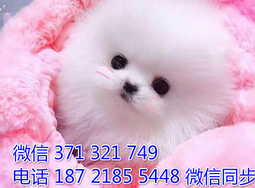 天津宠物狗狗俊介出售幼犬 全国可以发货伟