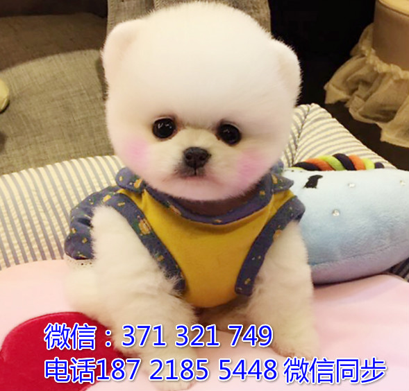 宠物市场 哪里有宠物大白熊，精品小型中型大型犬狗狗房