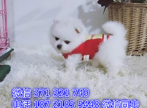 博美宠物买卖 宠物市场 宠物狗狗图片宠物网 贸