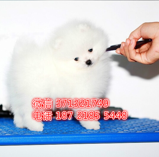 俊介博美出售 宠物狗狗  宠物市场 狗狗图片 买卖狗狗悸