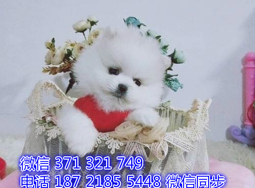 博美宠物买卖 宠物市场 宠物狗狗图片宠物网 贸