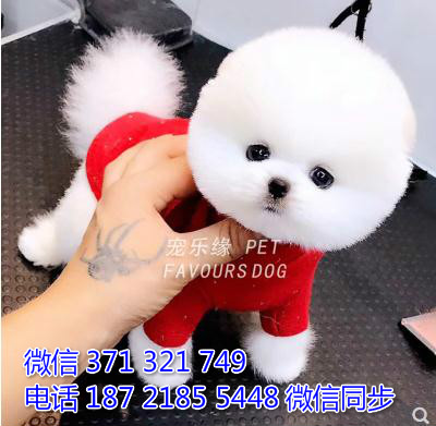 犬舍直销，哪里有宠物俊介犬，精品小型中型大型犬