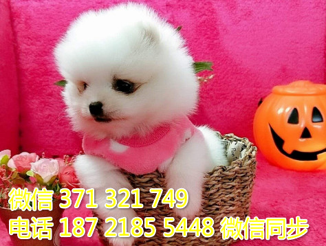 俊介纯种幼犬出售，犬舍直销俊介 犬舍狗场宠物狗诿