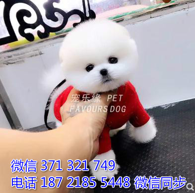 犬舍直销，哪里有宠物俊介犬，精品小型中型大型犬狗狗殴