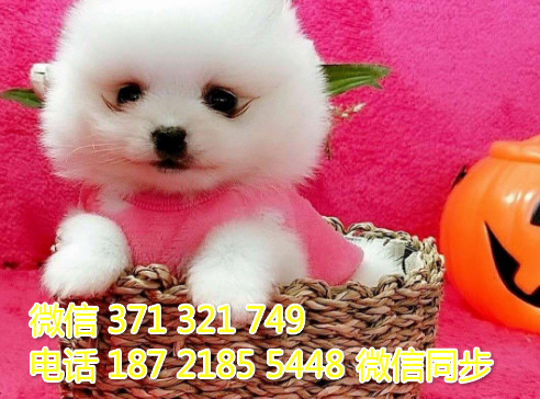 俊介纯种幼犬出售，犬舍直销俊介 犬舍狗场宠物