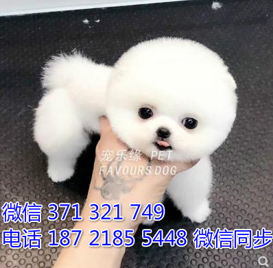 犬舍直销，哪里有宠物俊介犬，精品小型中型大型犬狗狗显