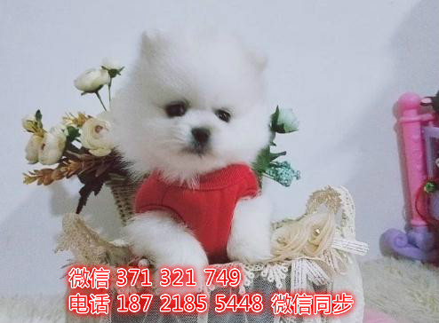 博美宠物买卖 宠物市场 宠物狗狗图片宠物网 