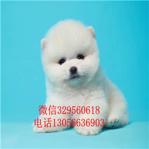  牡丹江出售纯种白色俊介犬俊介造型多少钱黄