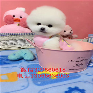  赤峰出售纯种白色俊介犬俊介造型多少钱长不