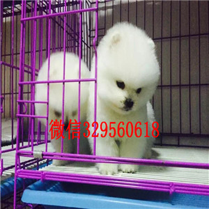 西安俊介犬出售  茶杯犬幼犬俊介犬长不大小狗