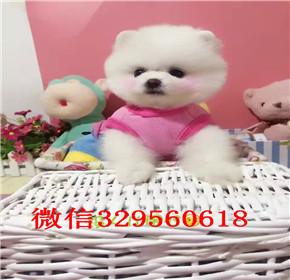  杭州哪里能买到俊介 杭州俊介犬出售 白色茶杯俊介犬出售