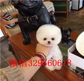  福州哪里有卖纯种球体俊介幼犬多少钱一只俊介哪里能买到