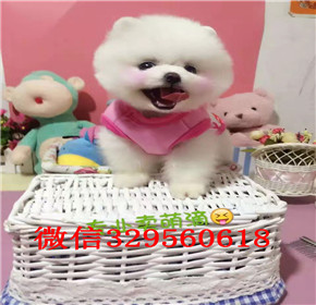  杭州哪里能买到俊介 杭州俊介犬出售 白色茶