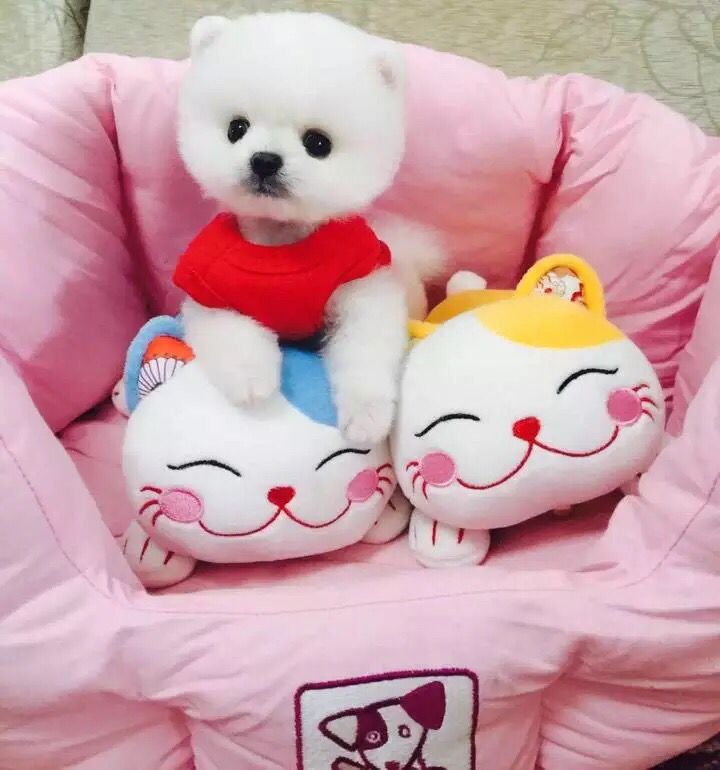 广州买狗 广州哪里有买狗靠谱 俊介犬一只多少钱