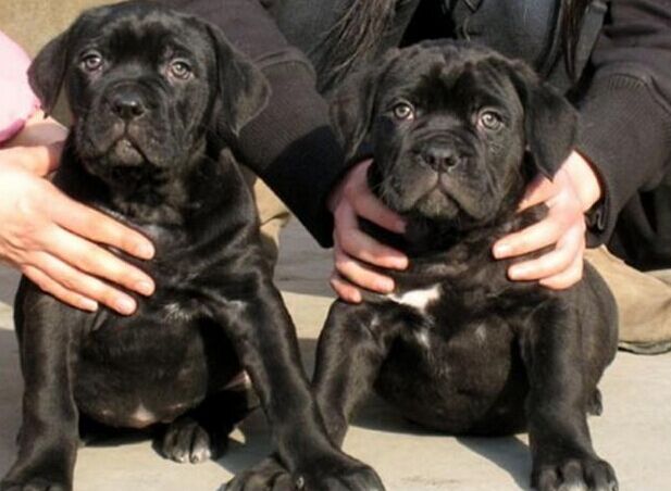 曲靖卖卡斯罗罗平买纯种卡斯罗罗平狗场出售纯