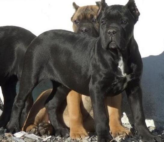 红河州屏边卡斯罗屏边狗场常年卖纯种卡斯罗