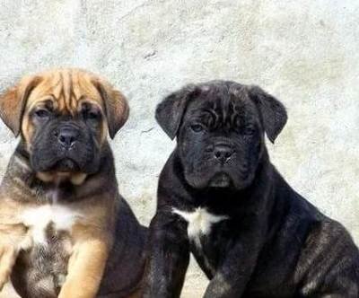 玉溪哪里有卖纯种卡斯罗犬玉溪狗场出售卡斯罗