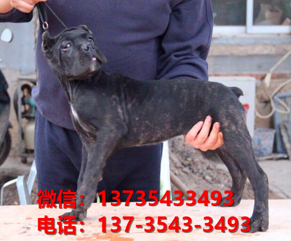 山西太原犬舍出售纯种卡斯罗犬 卡斯罗价格 哪