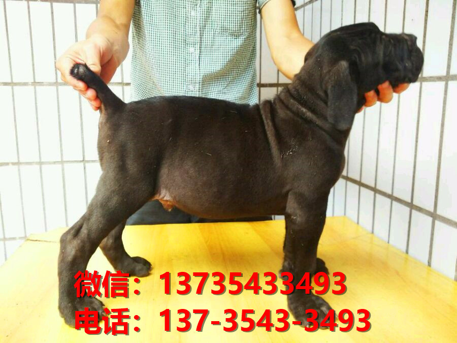 黄冈宠物狗狗犬舍出售纯种卡斯罗犬哪里有狗市