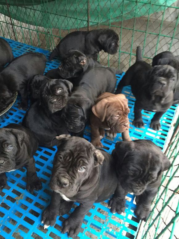 昭通哪里买卖卡斯罗小狗昭通养殖卡斯罗幼犬出