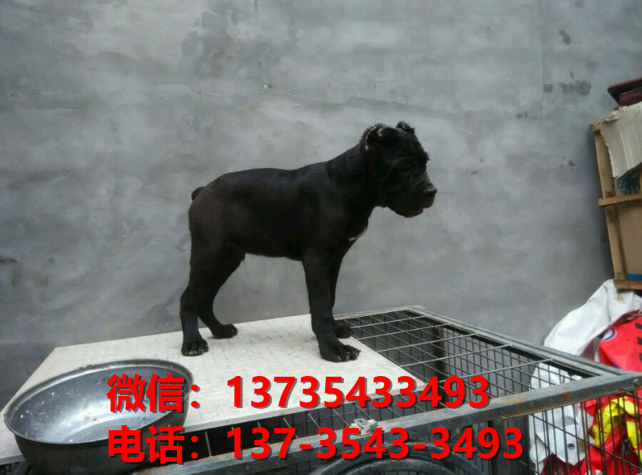 湖南长沙犬舍出售纯种卡斯罗犬 卡斯罗价格 哪里有正宗卡斯罗狗仔出售